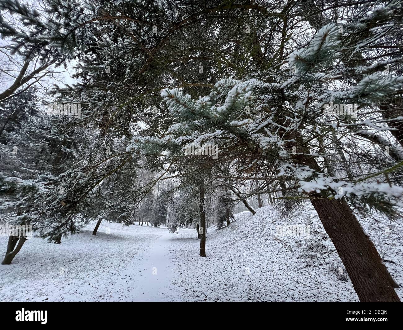Fresh city snow in city park, winter, Poland, Cracow Stock Photo