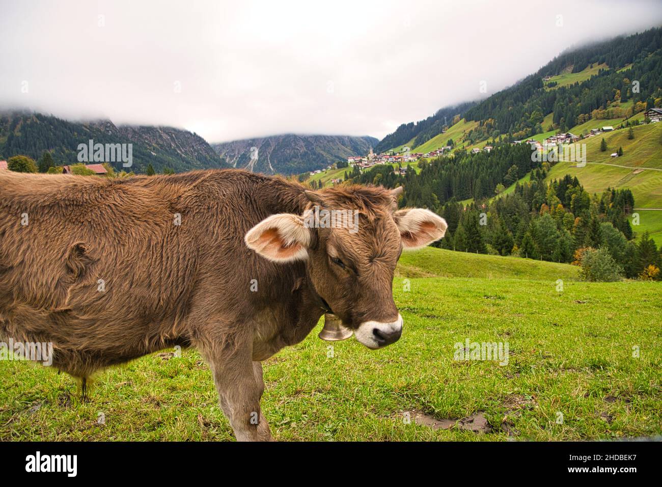 Cattle on pasture in the Alps in Bavaria and Austria Stock Photo - Alamy