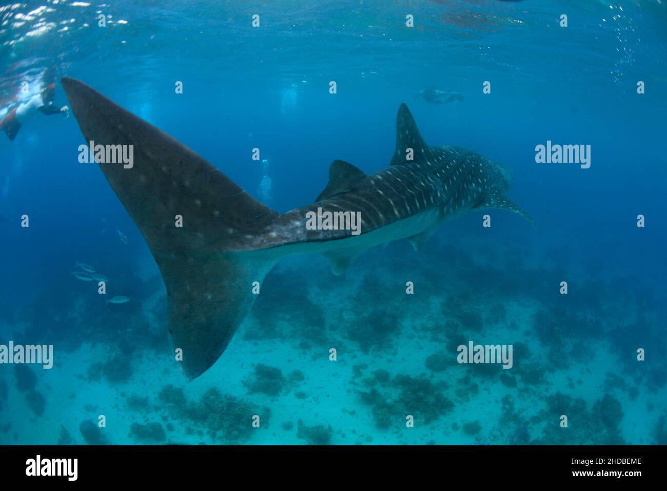 Whale Shark , biggest fish ,Asia ,Philippines Stock Photo - Alamy