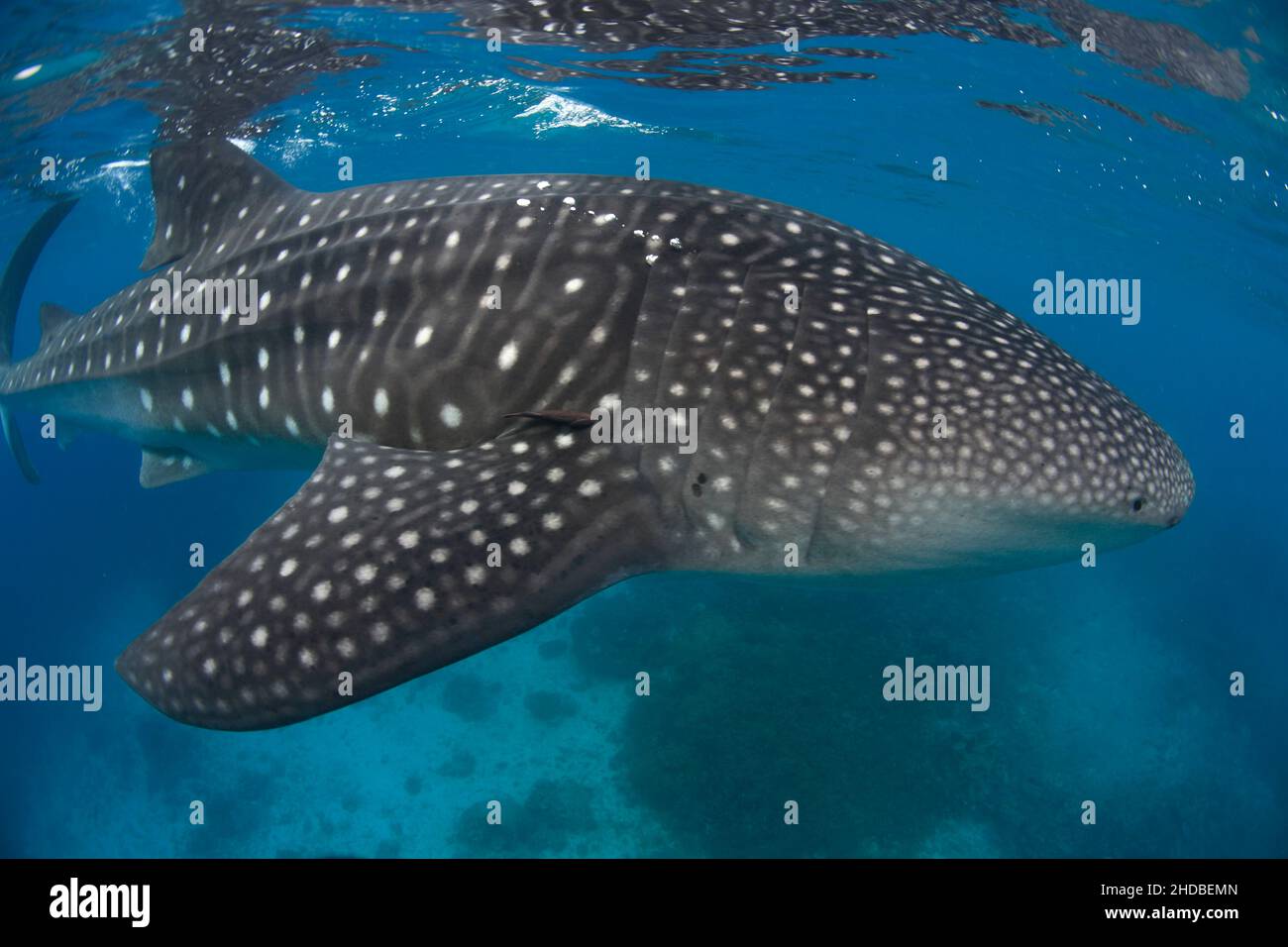 Whale Shark , biggest fish ,Asia ,Philippines Stock Photo - Alamy