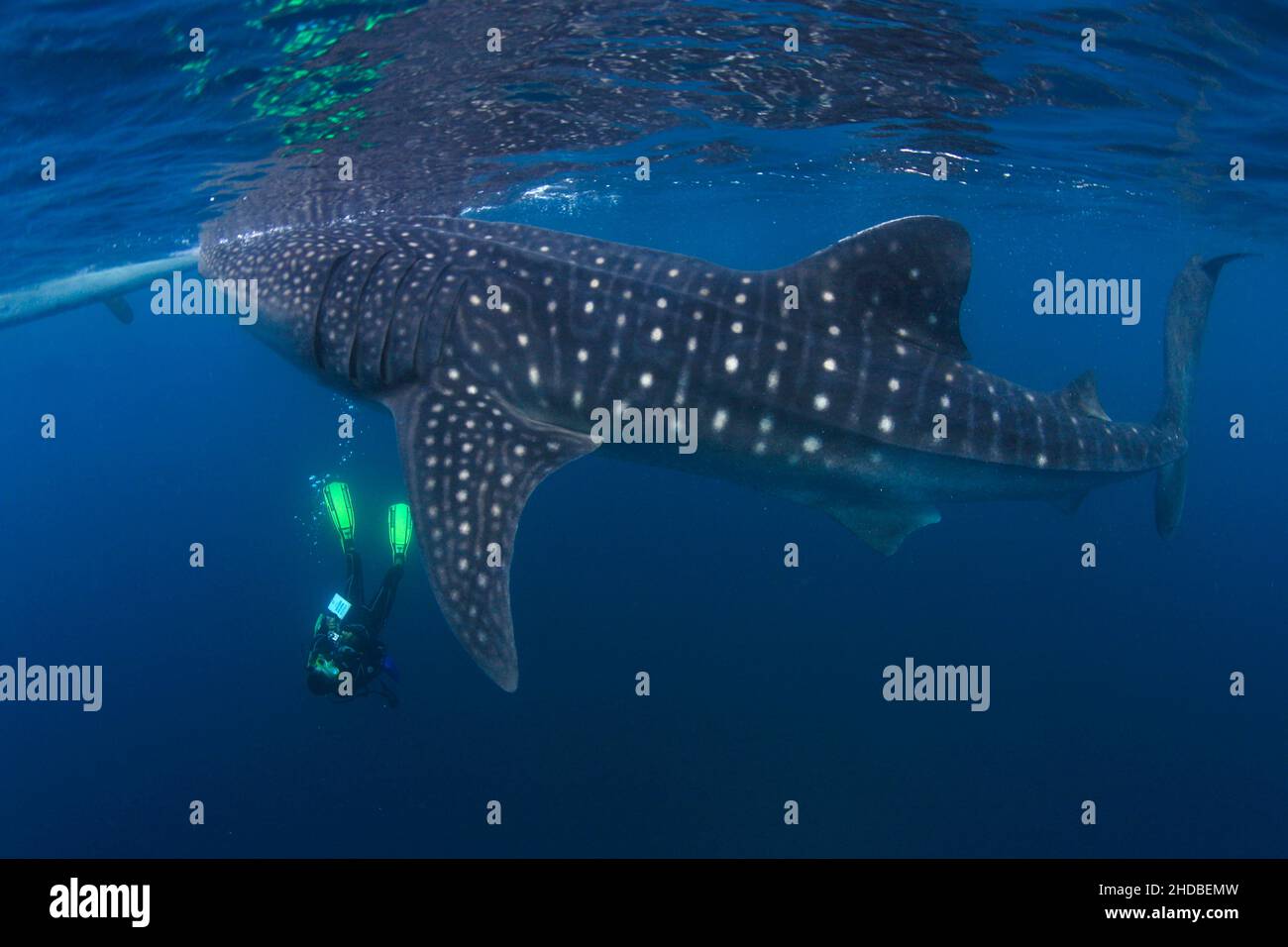 Whale Shark , biggest fish ,Asia ,Philippines Stock Photo - Alamy