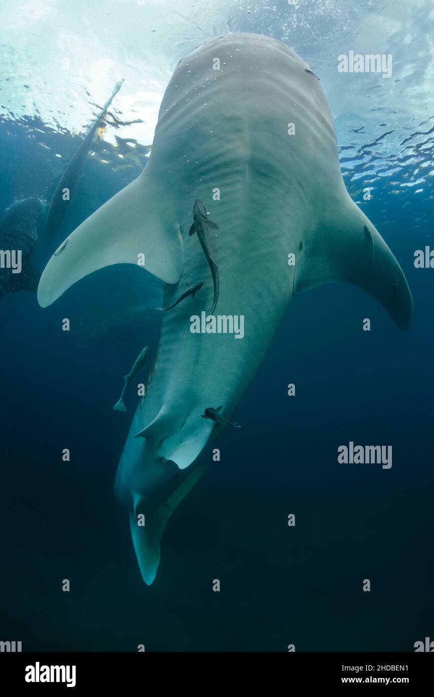 Whale Shark , biggest fish ,Asia ,Philippines Stock Photo