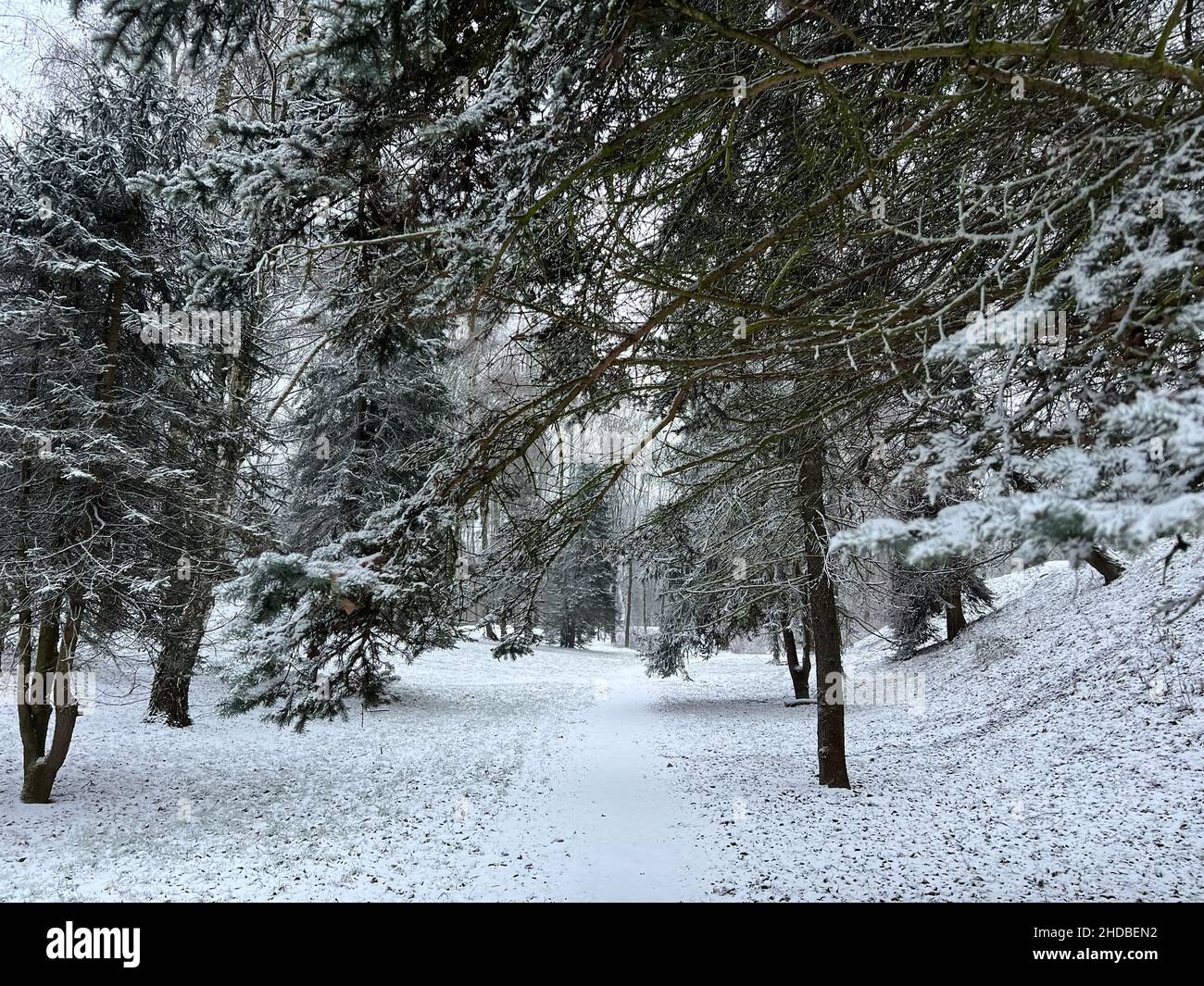 Fresh city snow in city park, winter, Poland, Cracow Stock Photo