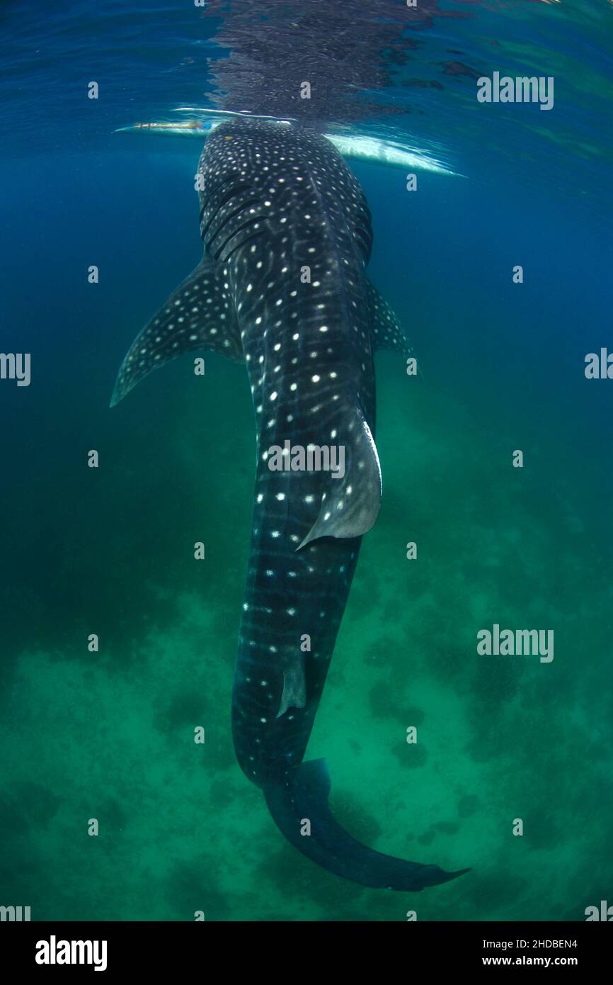 Whale Shark , biggest fish ,Asia ,Philippines Stock Photo - Alamy