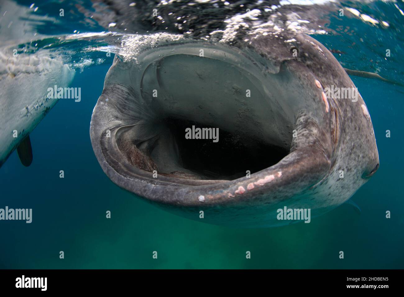 Whale Shark , biggest fish ,Asia ,Philippines Stock Photo - Alamy
