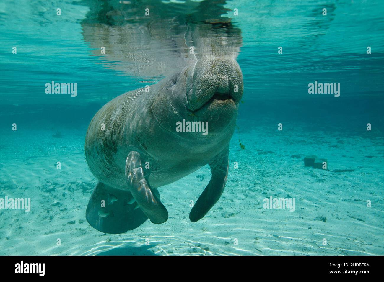 Manatees hot springs Crystal River ,Trichechus ,Florida USA Stock Photo