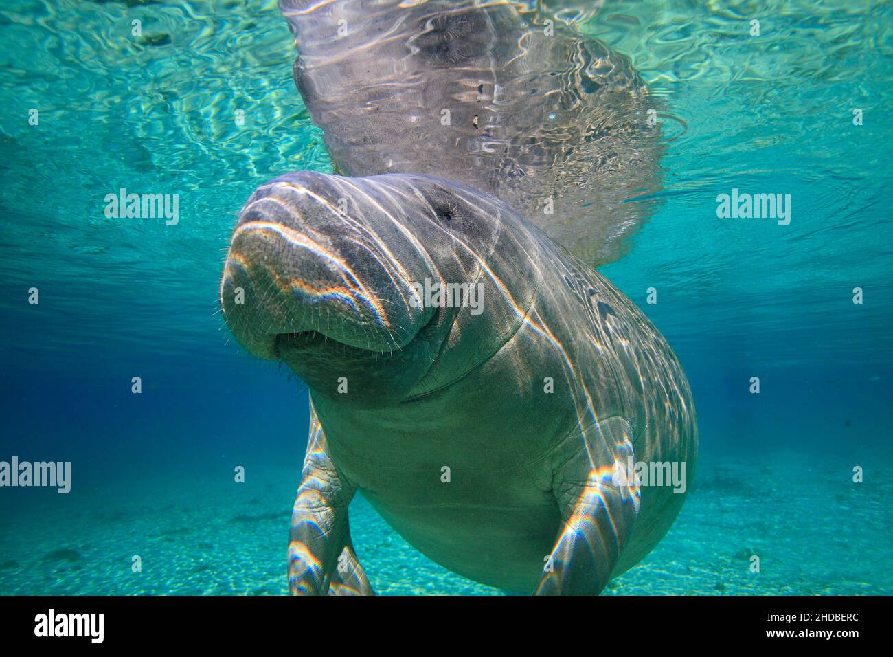 Manatees hot springs Crystal River ,Trichechus ,Florida USA Stock Photo