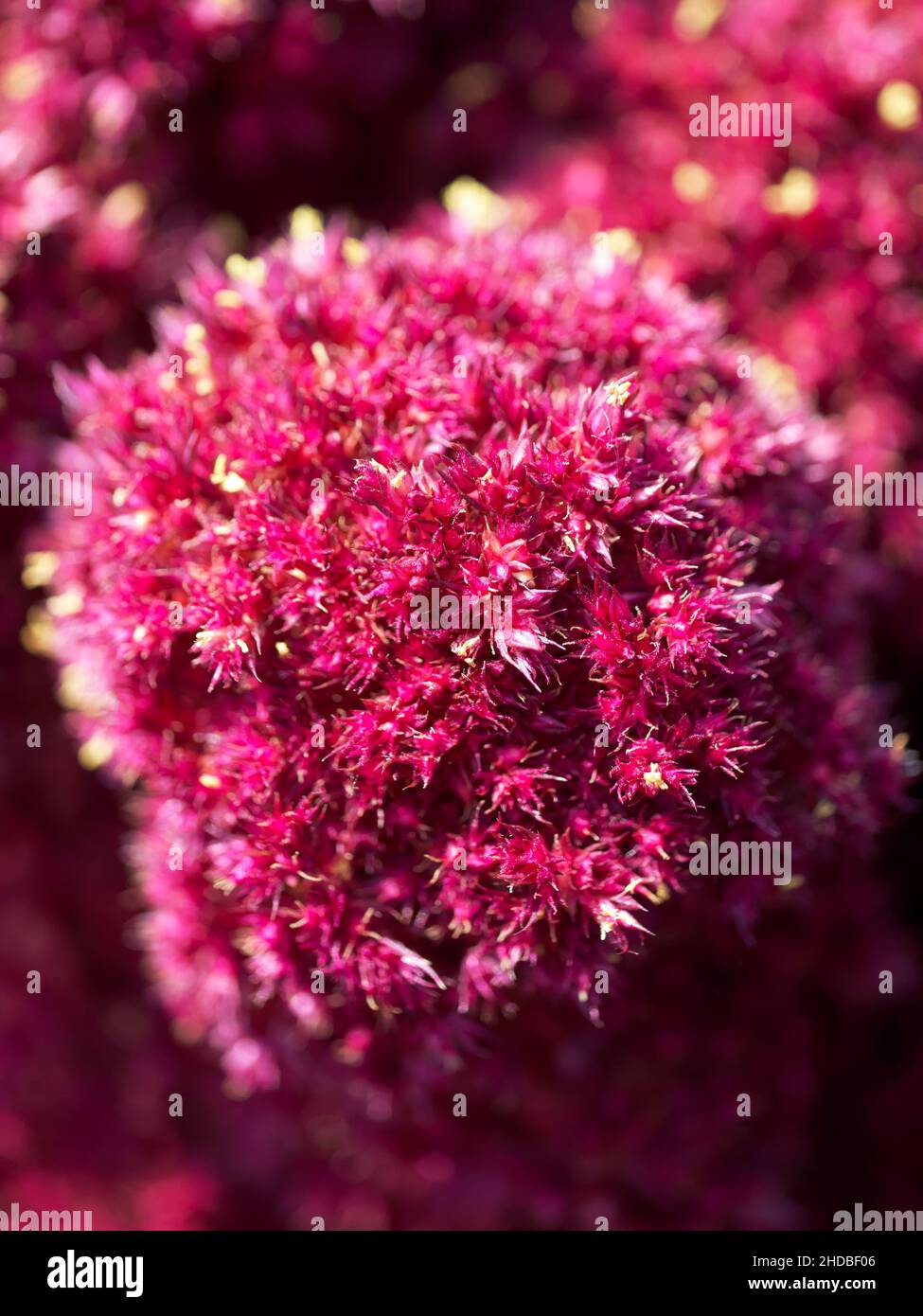 Red amaranth flower, macro image. Crimson plant. Stock Photo