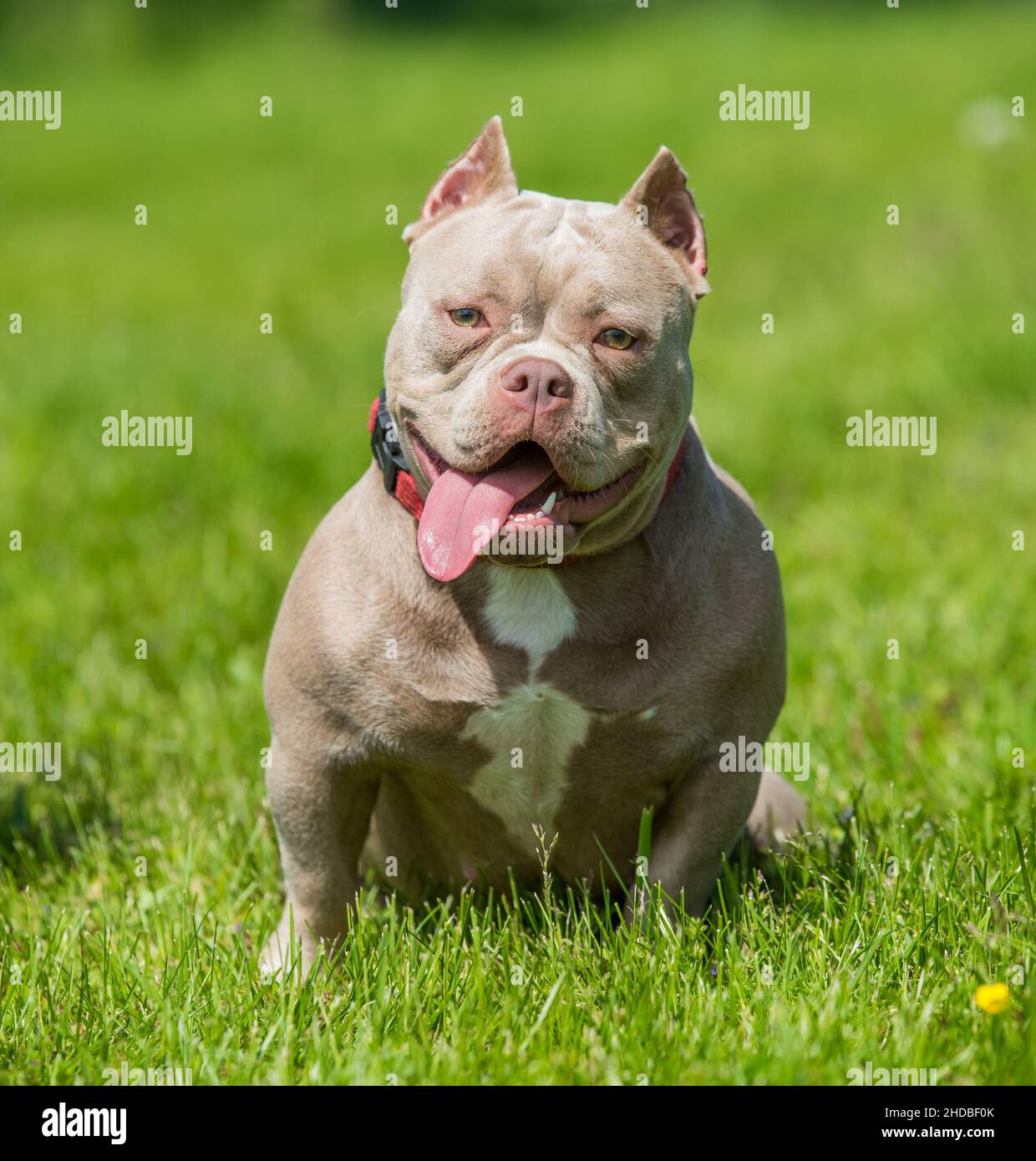 American Bully Pocket Stock Photo - Download Image Now - American