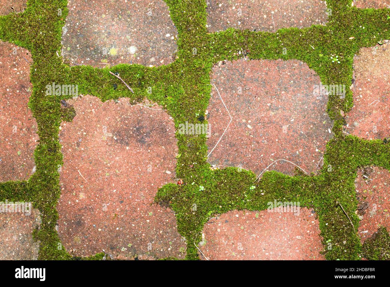 Moss growing in the joints between the paving stones Stock Photo Alamy