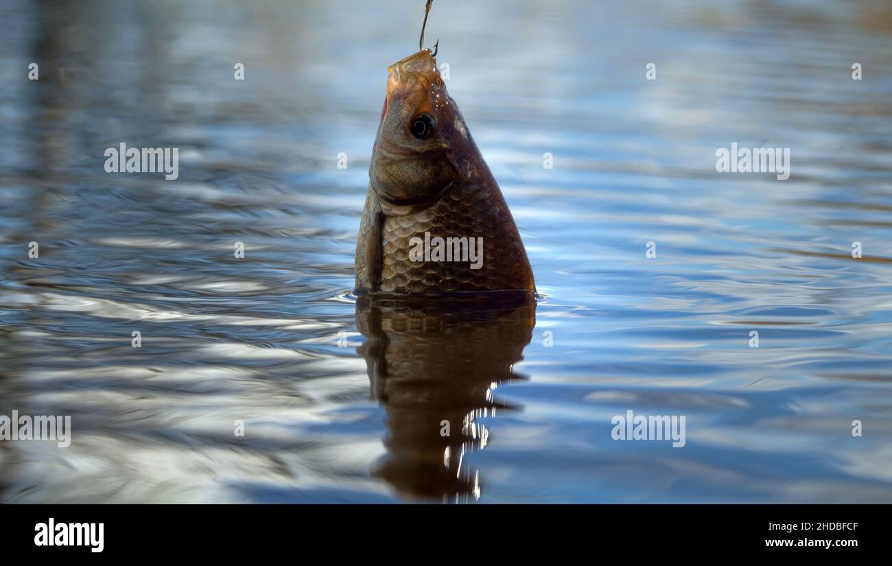 Cork float on water hi-res stock photography and images - Alamy