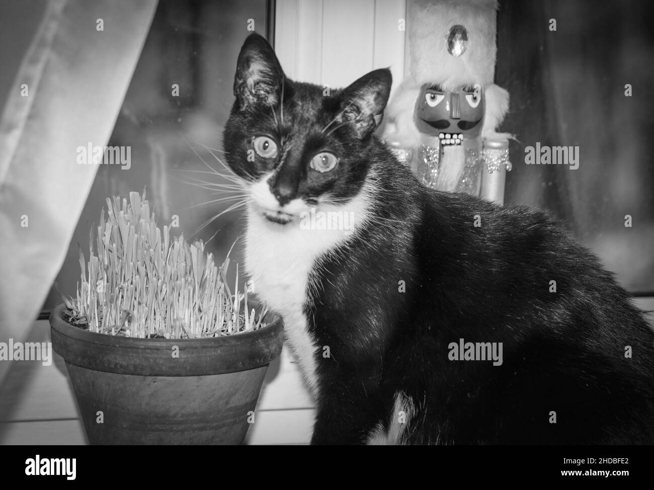 A cat eating sprouted barley (cat grass). A dietary supplement for felines. Stock Photo