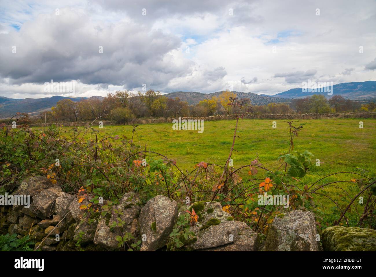 Meadow. Piñuecar, Madrid province, Spain. Stock Photo