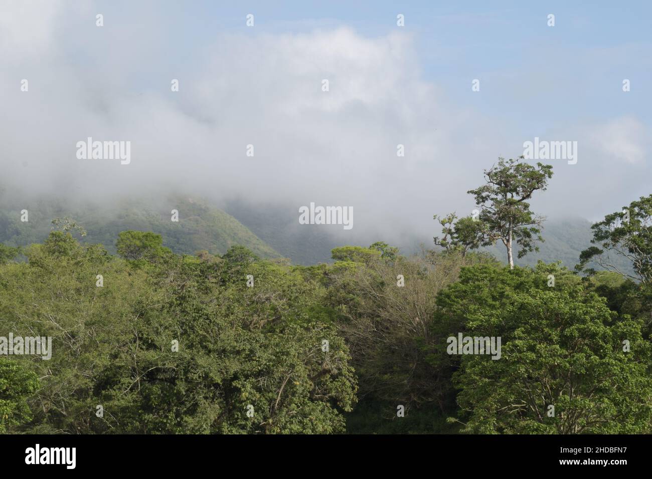 Scenic shot of a green forest under the cloudy sky on a foggy day Stock ...