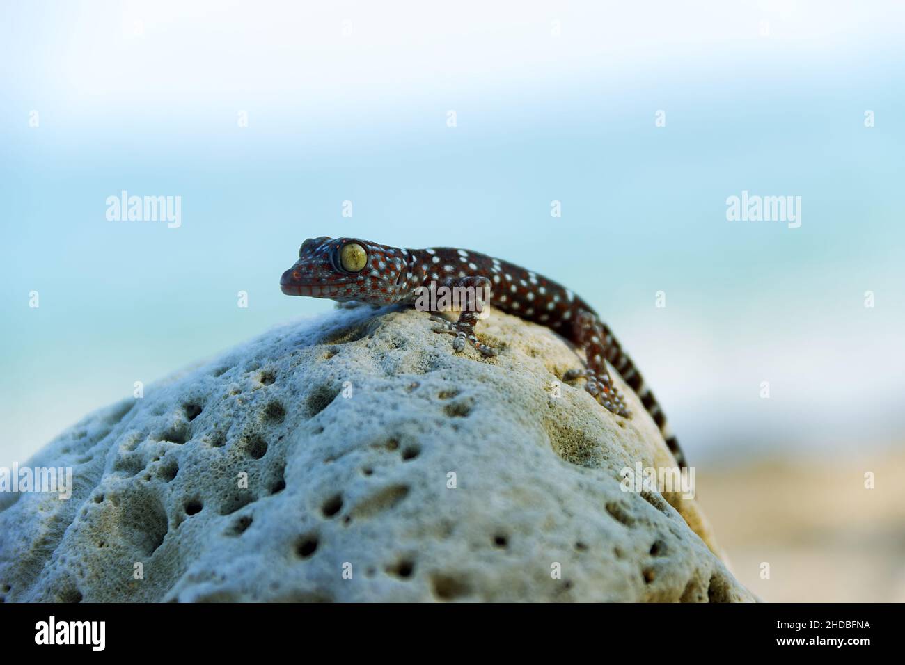 Gray-colored Toki Gecko (Gekko gecko) on rock of Thailand. Close up, method of abdominal breathing is clearly visible, adaptive changes color of skin Stock Photo