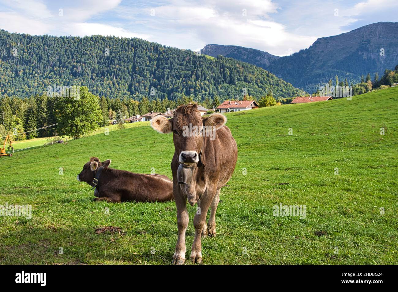 Cattle on pasture in the Alps in Bavaria and Austria Stock Photo - Alamy