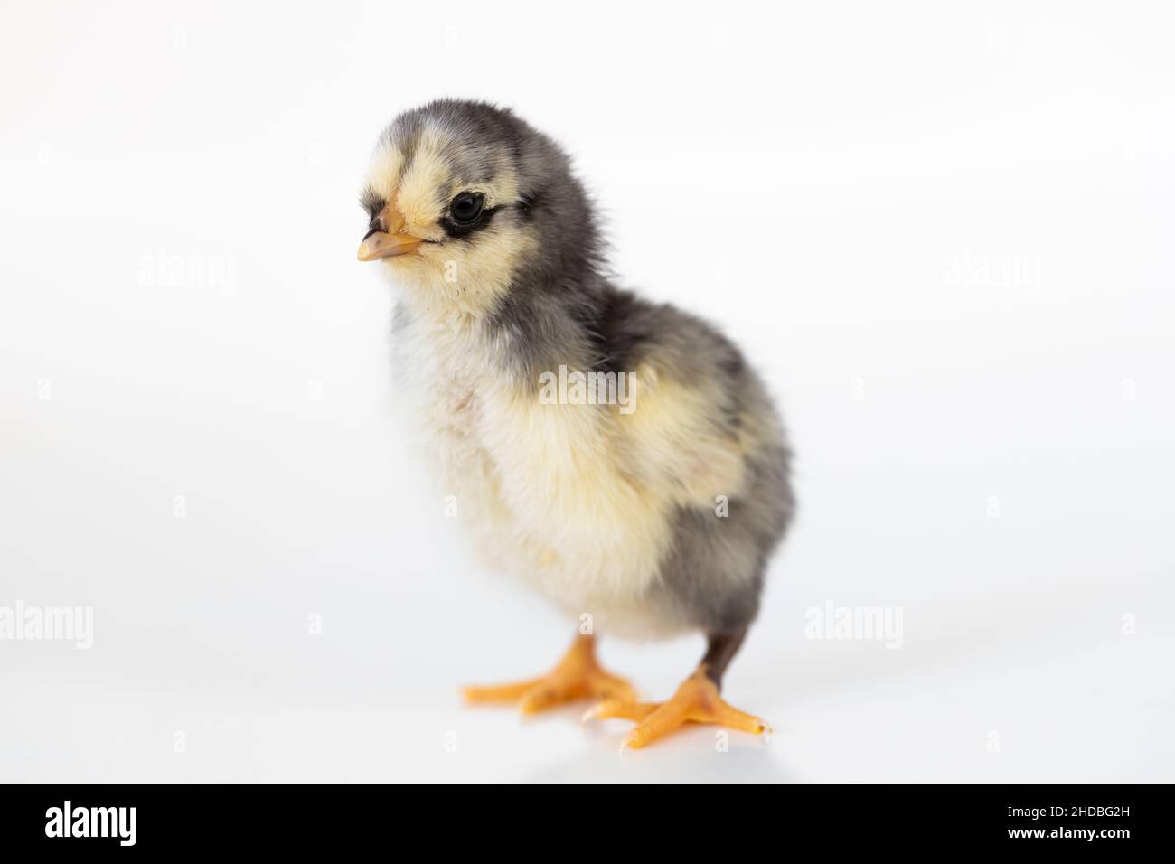 A baby chick with a white back ground Stock Photo