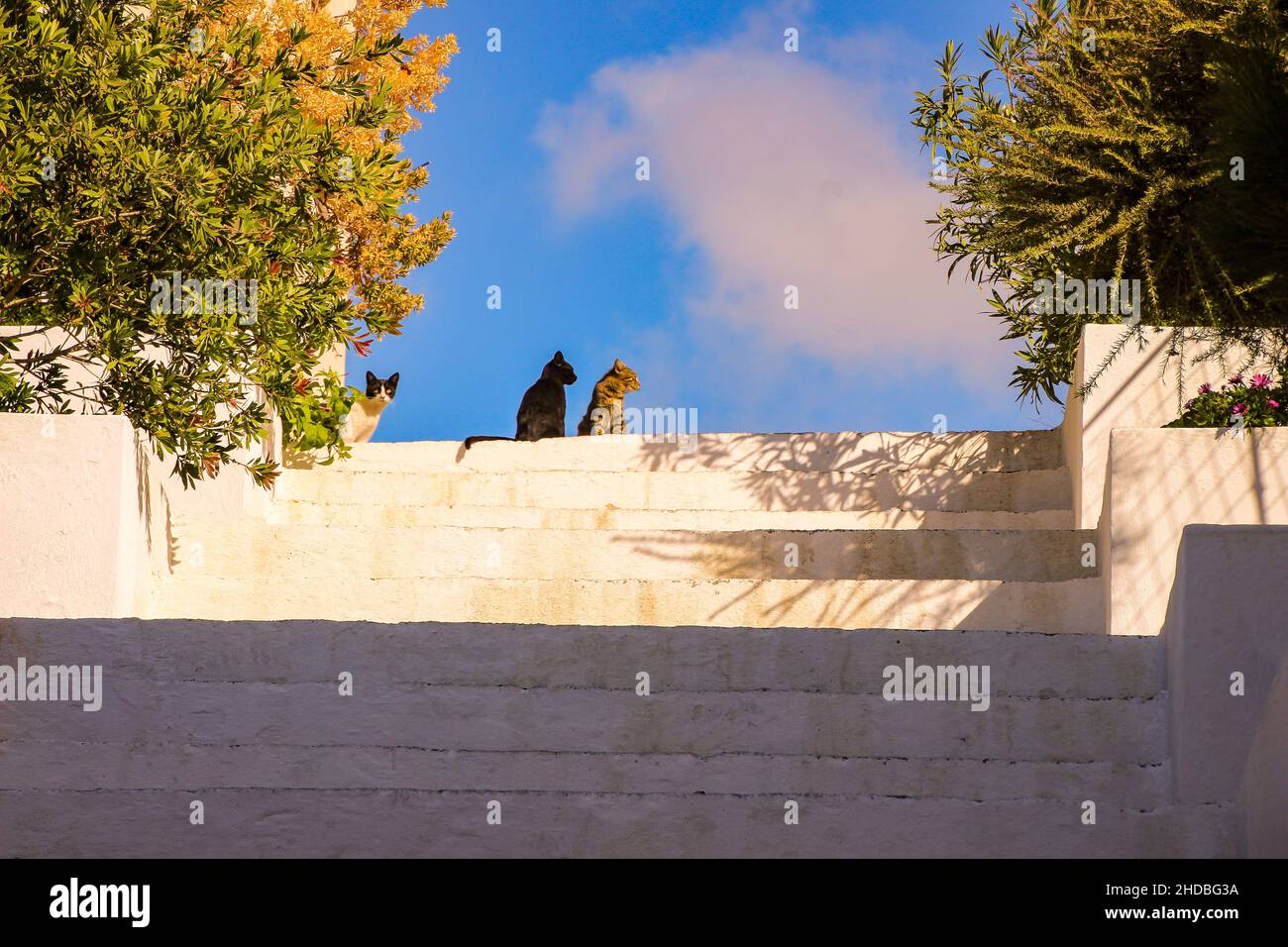 Cats at the top of stairs on a sunny cloudy day. Low angle, warm ...