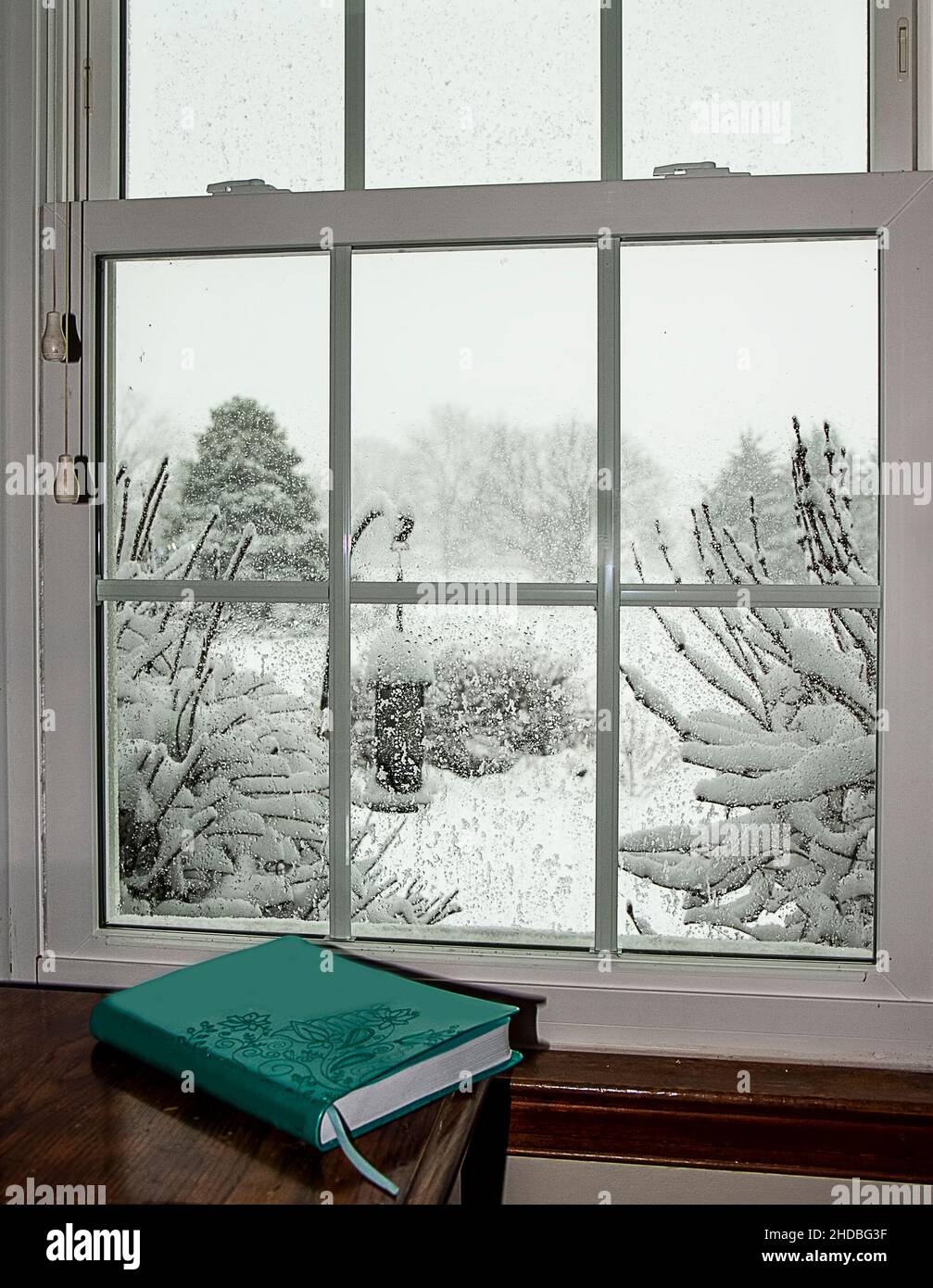 Window view of snow after snowstorm on branches and trees. Stock Photo