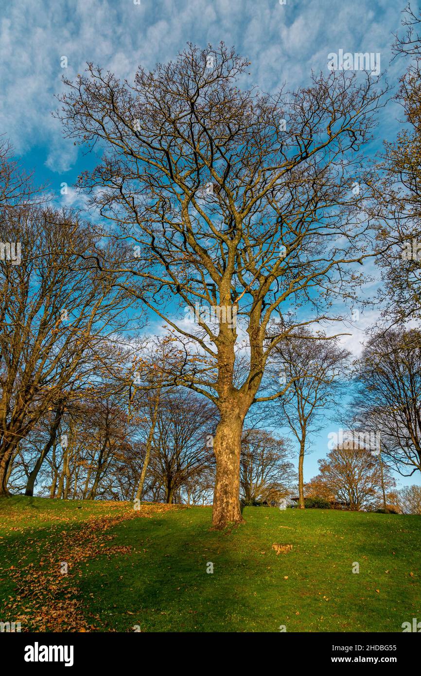 The Duthie park, Aberdeen, Scotland. A sycamore in the early morning