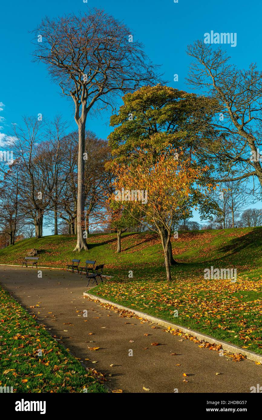 The Duthie park, Aberdeen, Scotland.  Autumnal trees in the early morning. Stock Photo