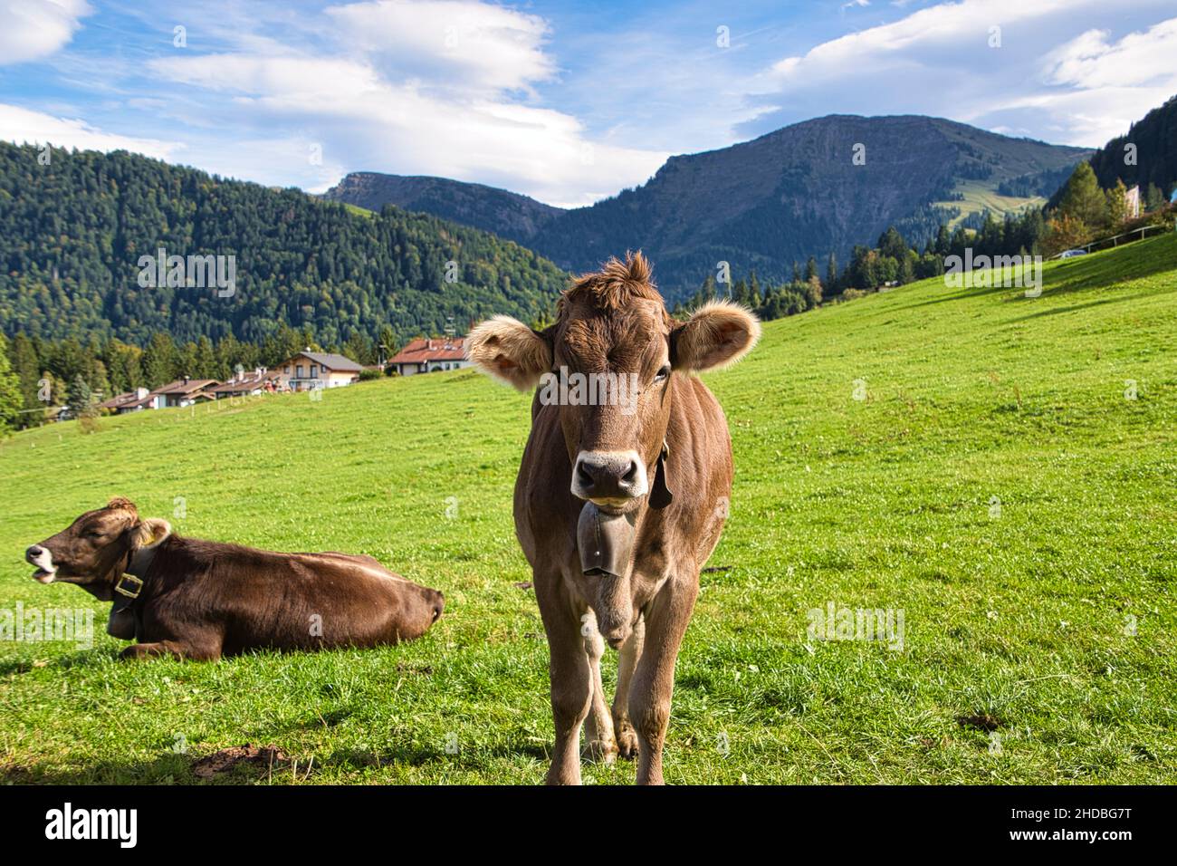 Cattle on pasture in the Alps in Bavaria and Austria Stock Photo - Alamy