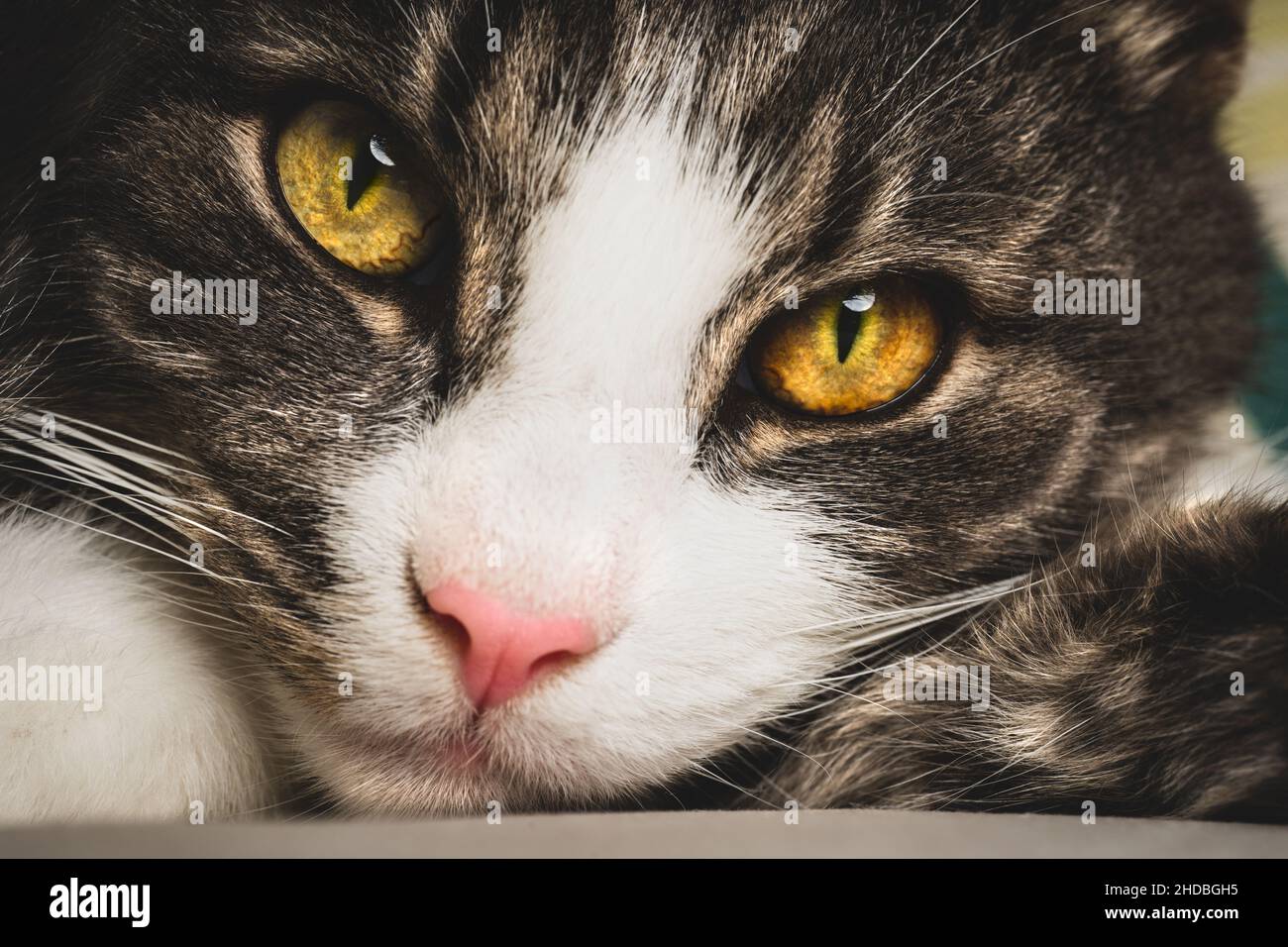 Closeup of cute tabby cat face with big green eyes and pink nose Stock Photo