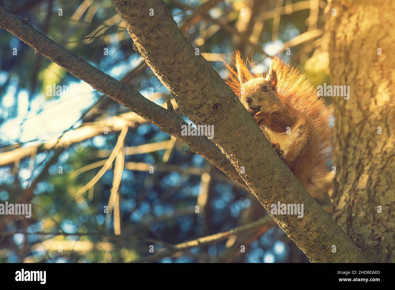 Squirrel with a nut on the tree . Funny squirrel whis a nut . Sciurus. Rodent. A squirrel sits on a tree and eats a nut. Beautiful squirrel in the Stock Photo