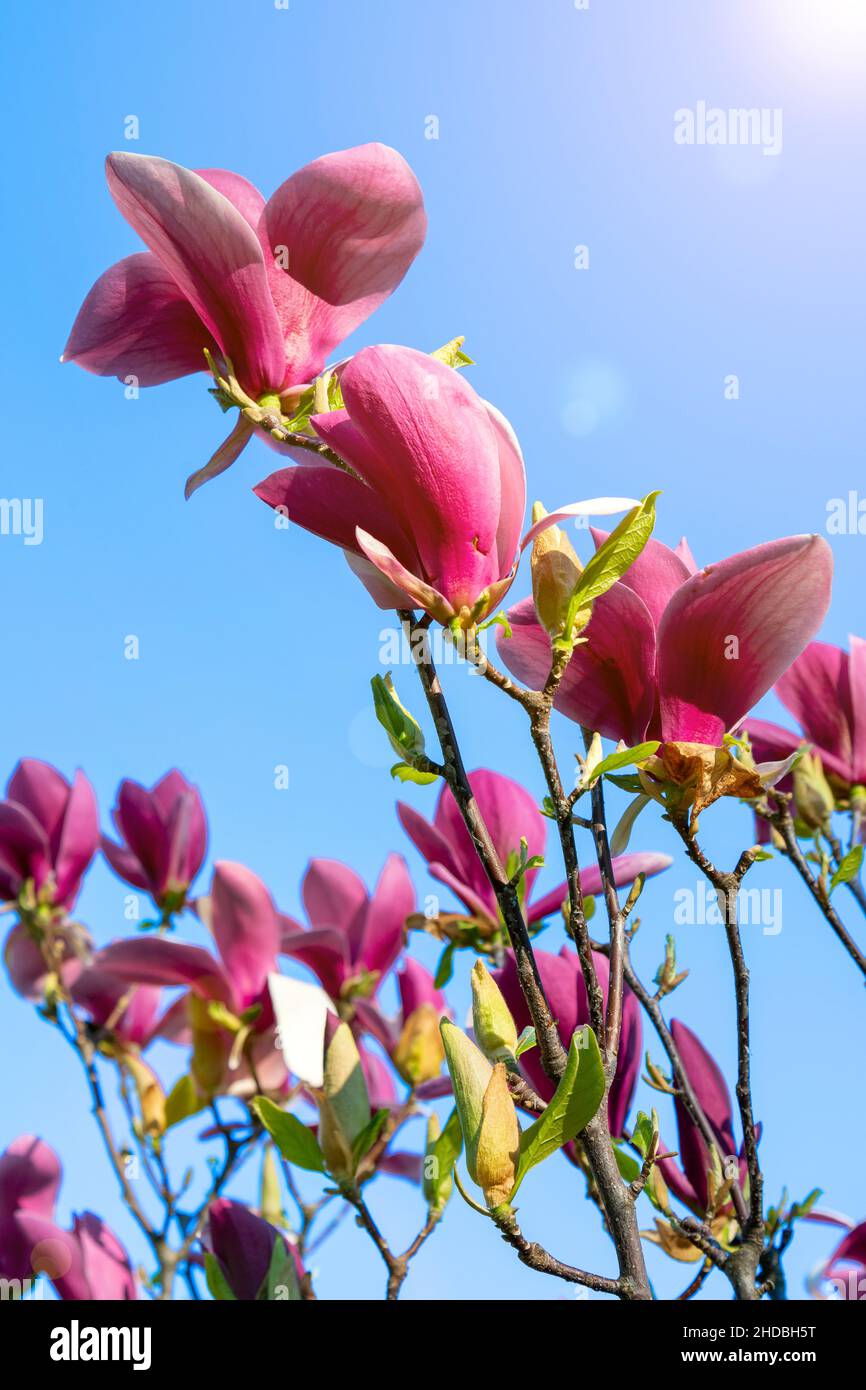 Flowering magnolia branches against a perfectly clear blue sky. Rich red magnolia flowers against a deep blue sky. toned Stock Photo
