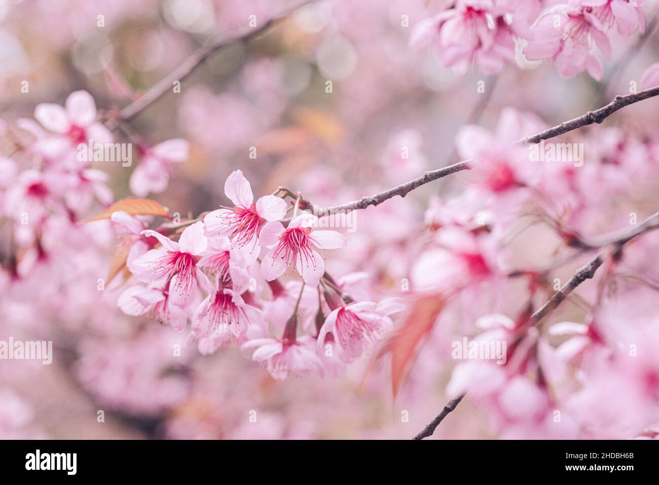 Pink Cherry Blossom flowers blooming branches with blur pink background