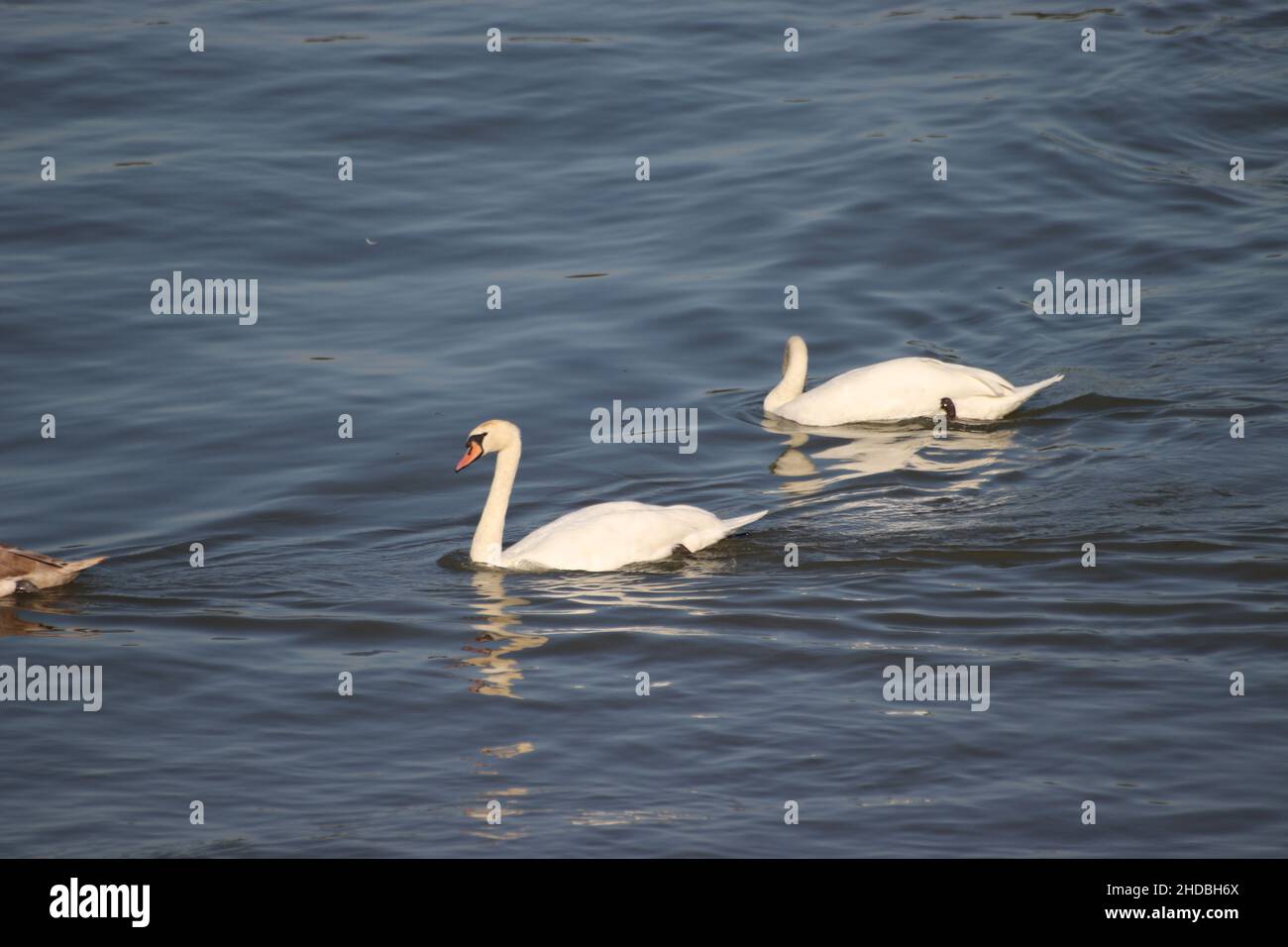 Beautiful shot of white swans swimming on the lake Stock Photo - Alamy
