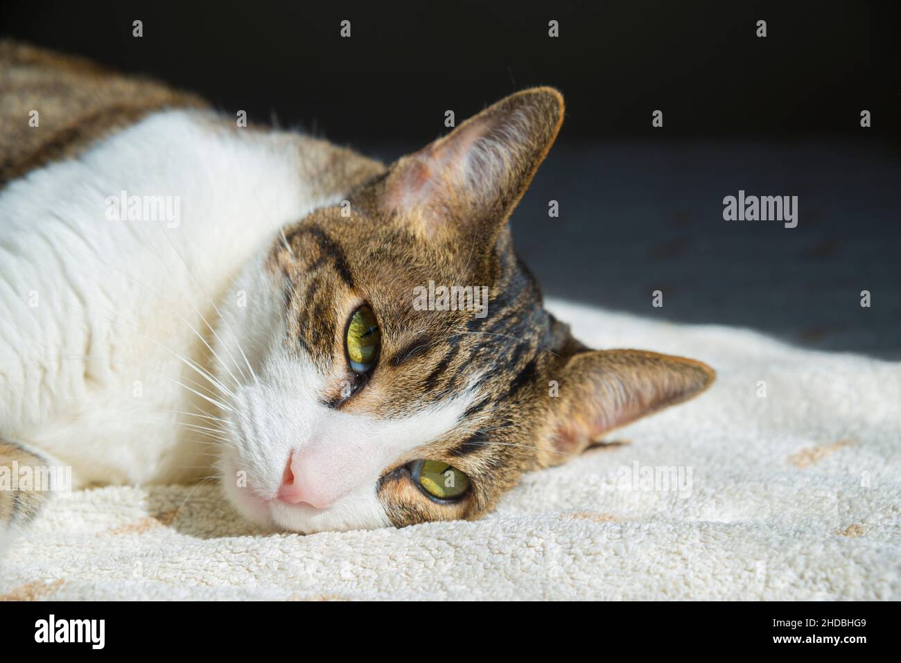 Tabby and white cat lying, sunbathing. Close view Stock Photo - Alamy