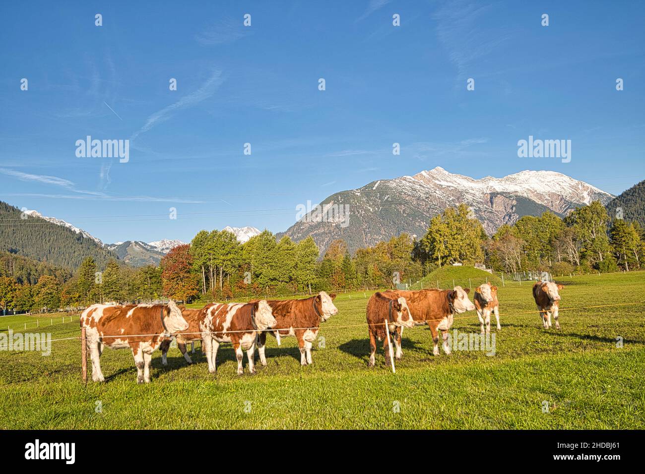 Cattle on pasture in the Alps in Bavaria and Austria Stock Photo