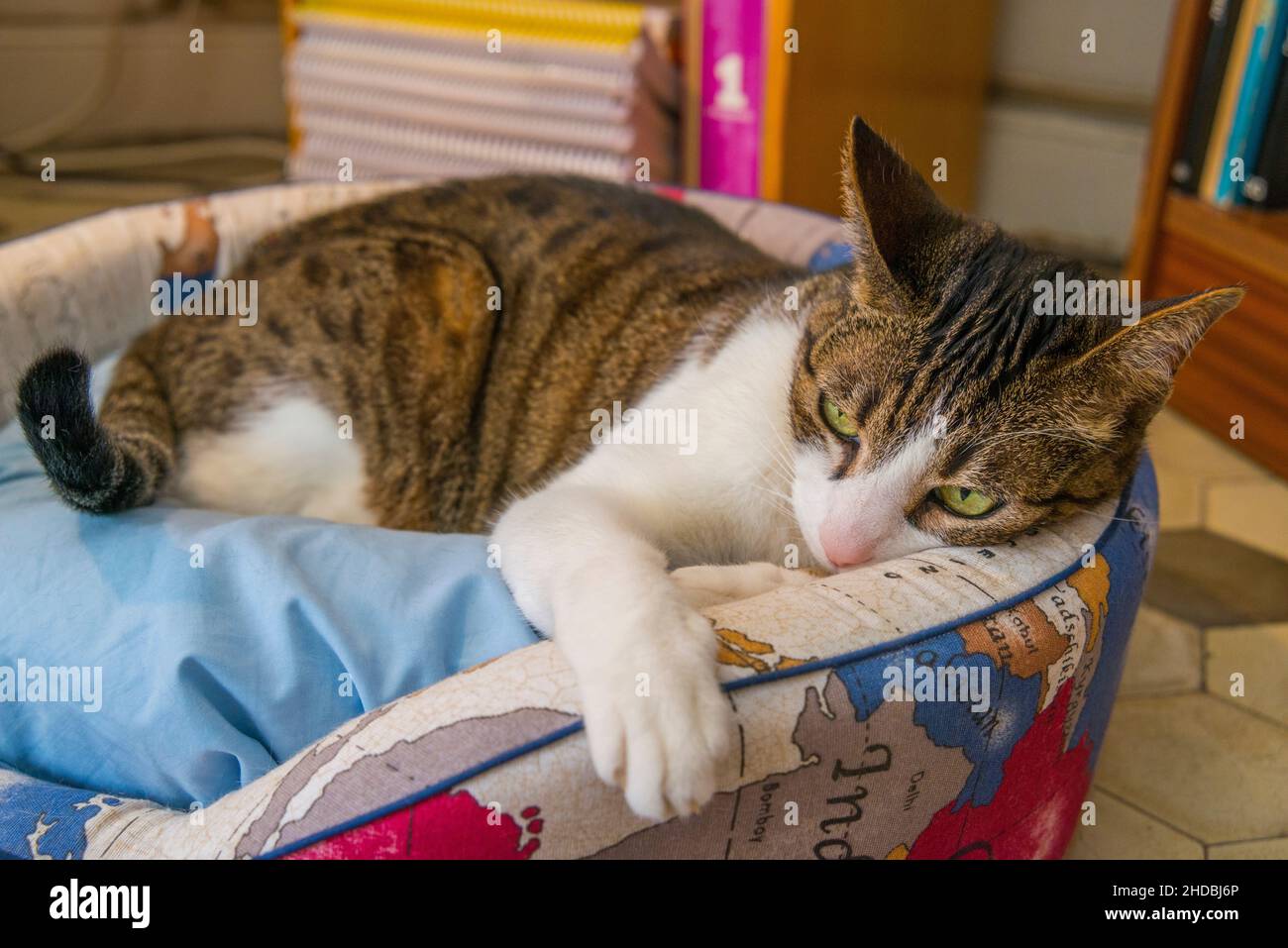 Tabby and white cat lying in his bed. Stock Photo