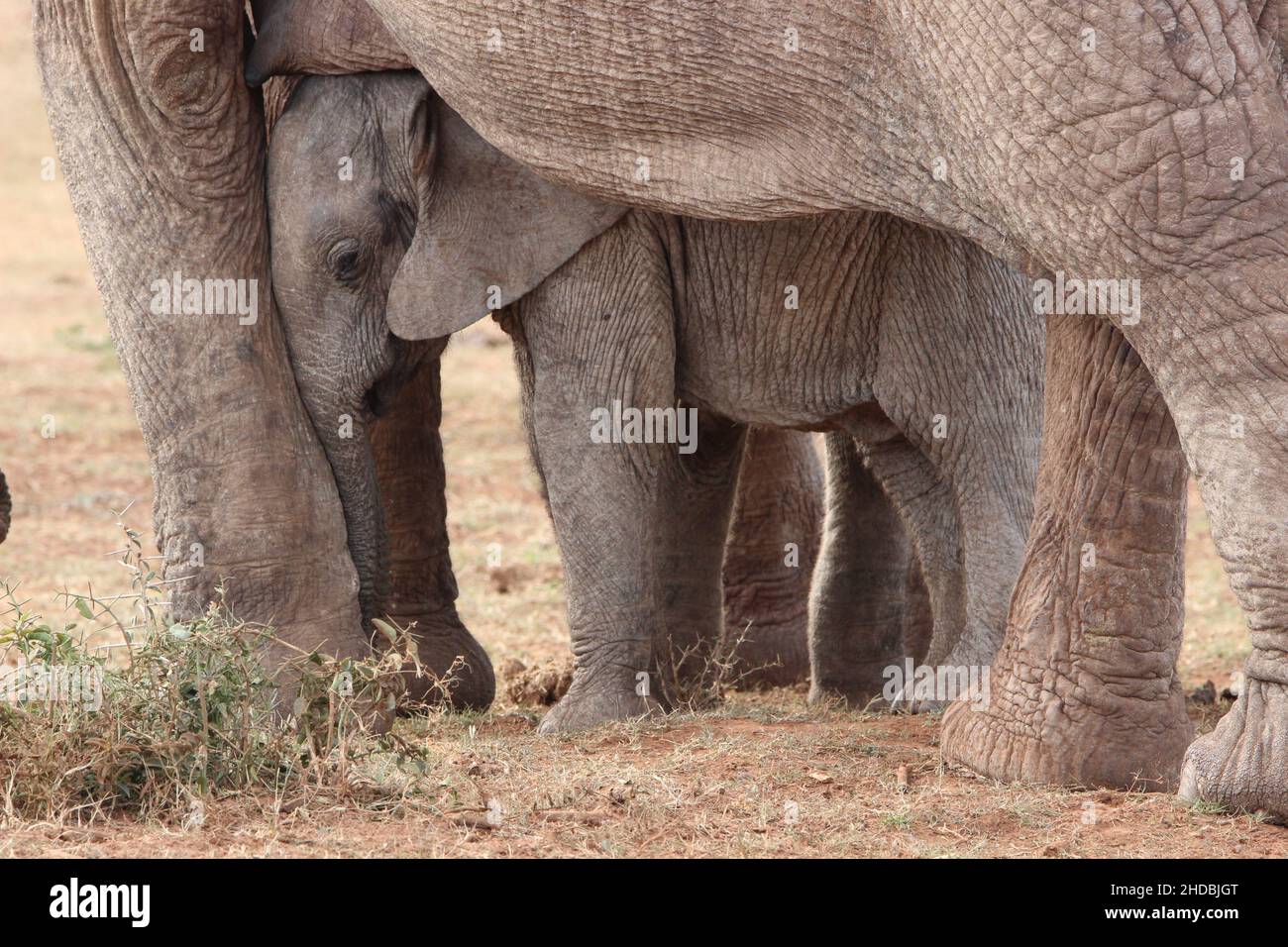 African elephant, Addo Elephant National Park, South Africa Stock Photo