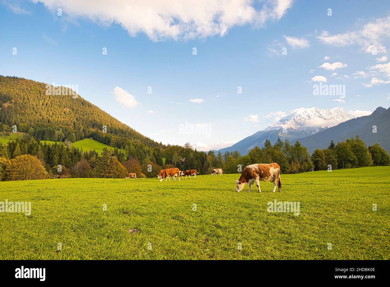 Cattle on pasture in the Alps in Bavaria and Austria Stock Photo