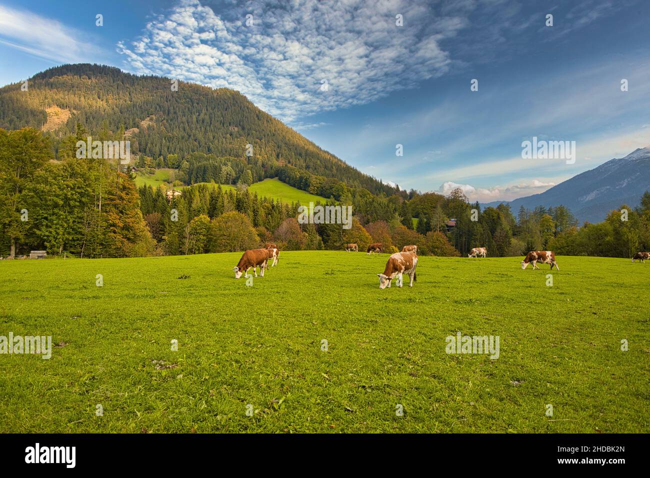 Cattle on pasture in the Alps in Bavaria and Austria Stock Photo