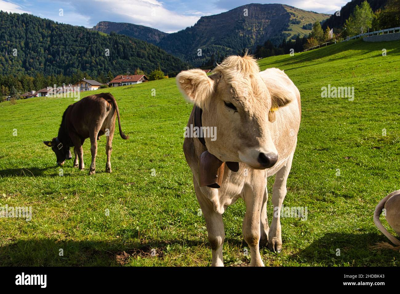 Cattle on pasture in the Alps in Bavaria and Austria Stock Photo - Alamy