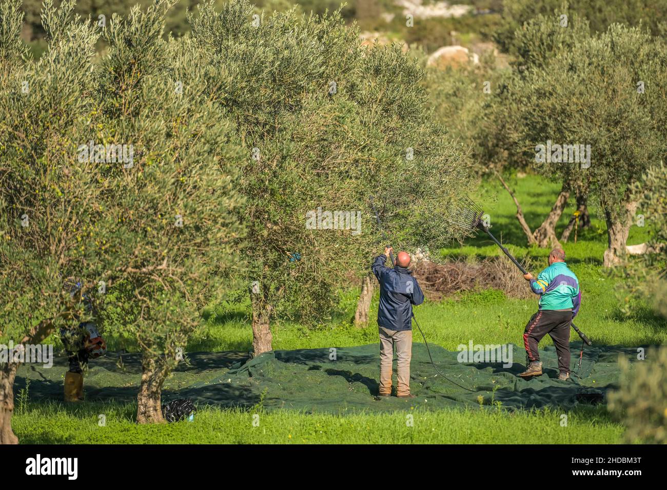 Olivenernte nahe Custonaci, West-Sizilien, Italien Stock Photo