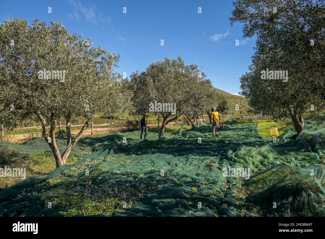 Olivenernte nahe Custonaci, West-Sizilien, Italien Stock Photo