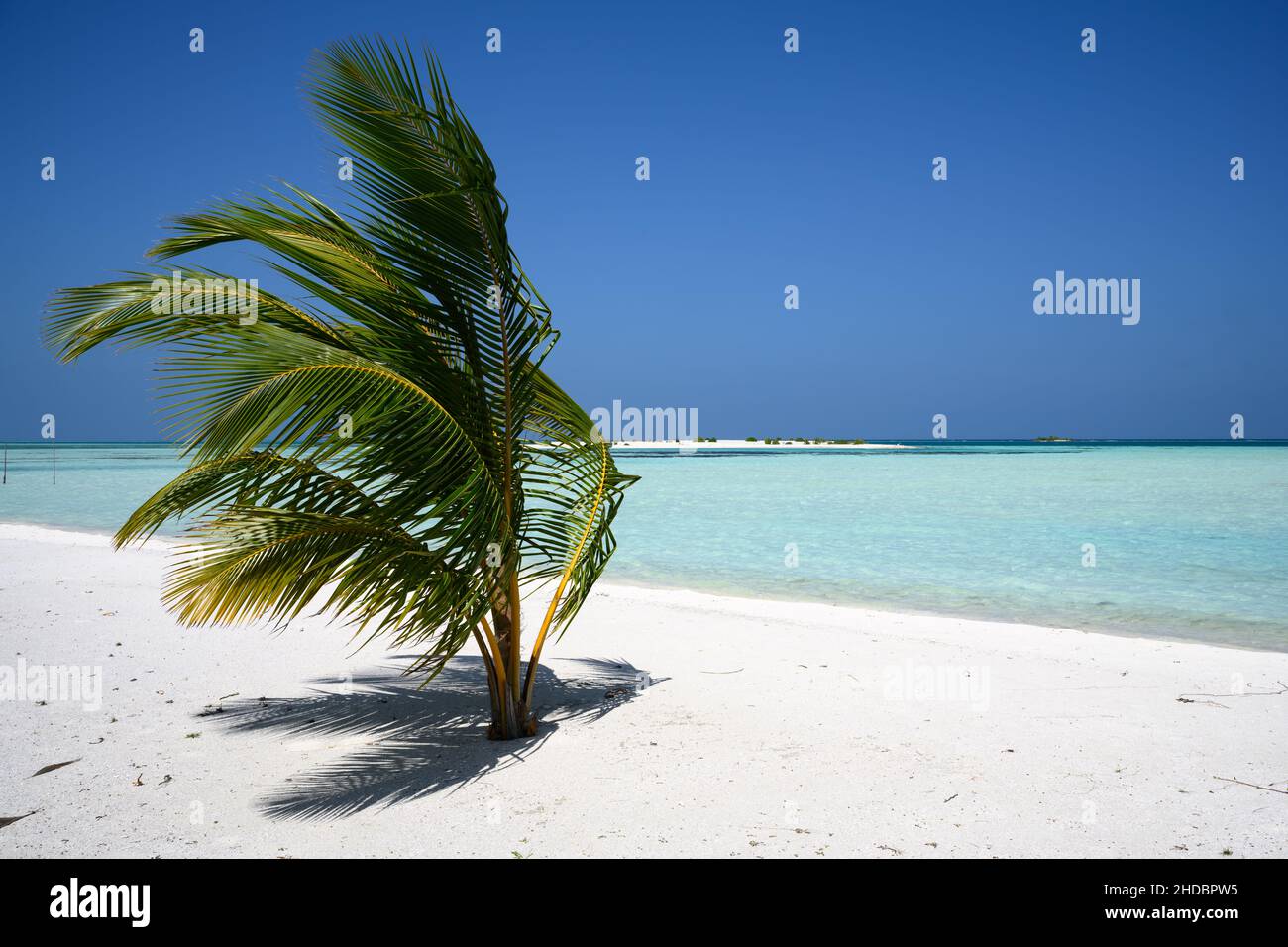 Palm tree on the beach in the Maldives Stock Photo - Alamy
