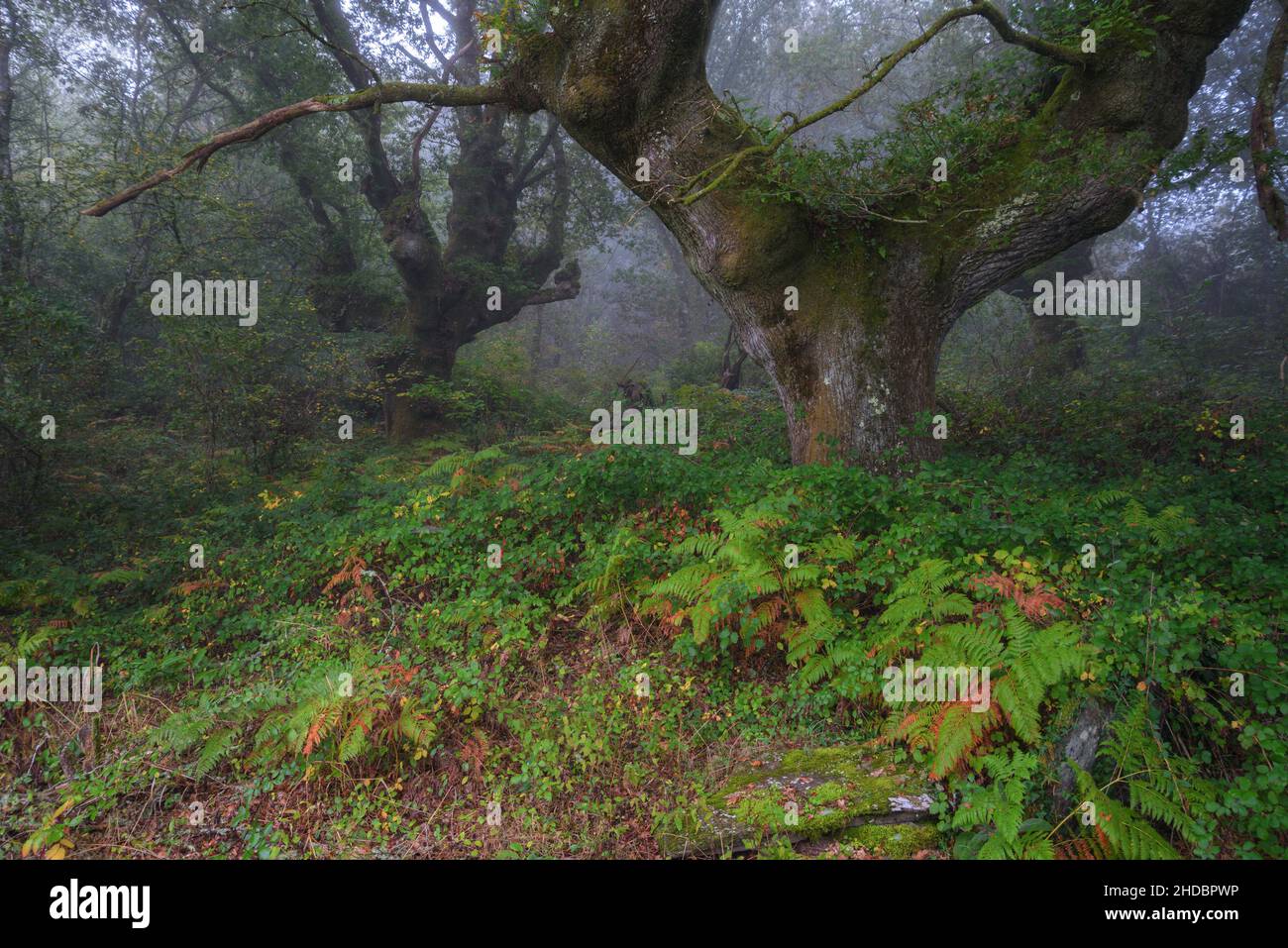 Huge and majestic hundred year old chestnut tree specimens amid the fog in Lugo Galicia Stock Photo