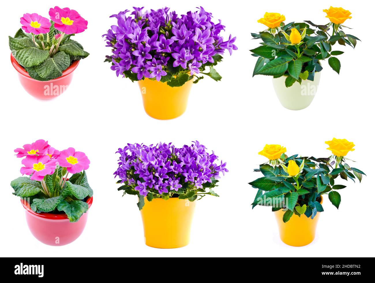 Jarní květiny, petrklíč, zvonky a růže, vysazené do barevných květináčů  Stock Photo - Alamy