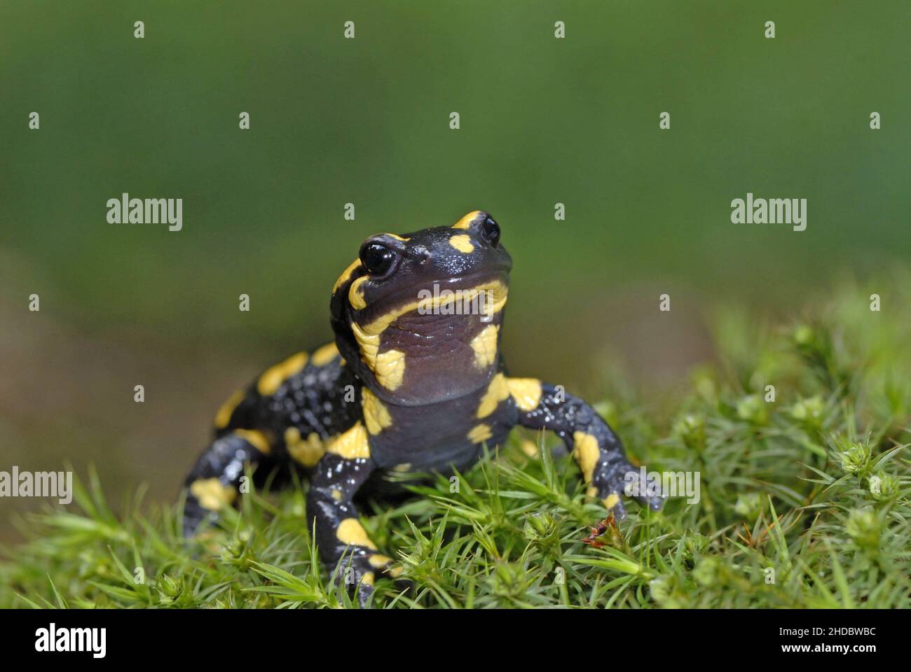 Feuersalamander, (Salamandra salamandra Stock Photo Alamy