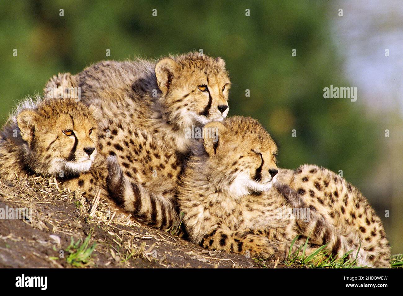 Drei junge Geparden geniessen die Sonne, Afrika, Cheetah, Stock Photo