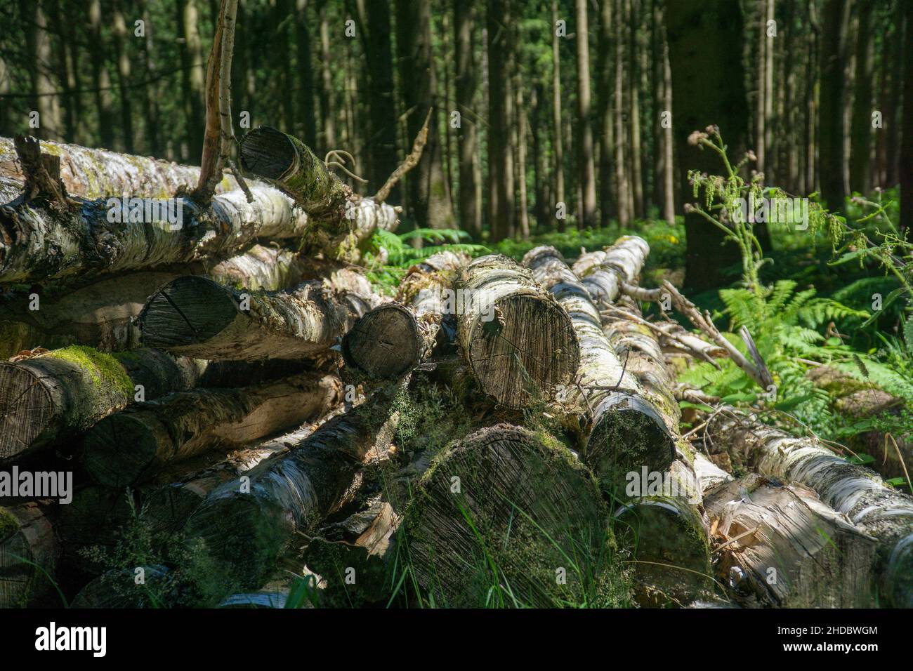 Pile of logs of cut trees in a forest Stock Photo Alamy