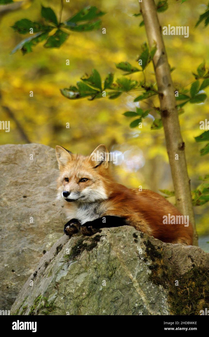 Rotfuchs, Red Fox, (Vulpes vulpes), im Herbst Stock Photo