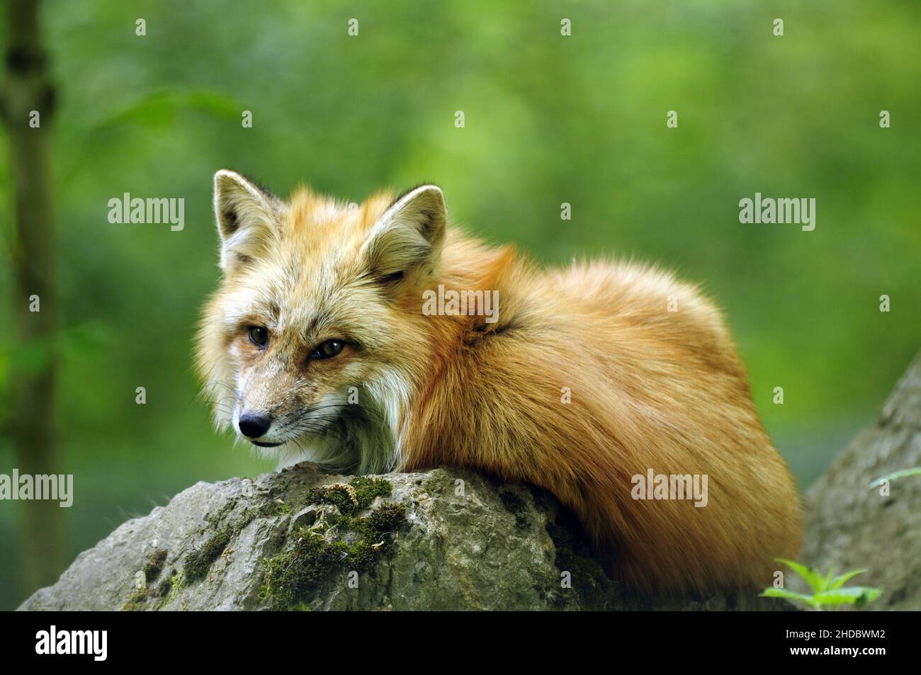 Rotfuchs, Red Fox, (Vulpes vulpes), im Herbst Stock Photo