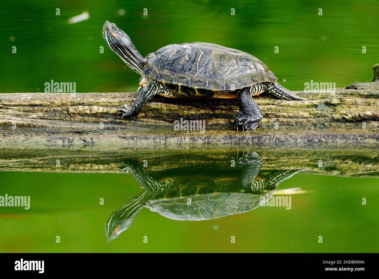 Tiere, Amphibien, Schildkroete, Wasserschildkroete, Stock Photo