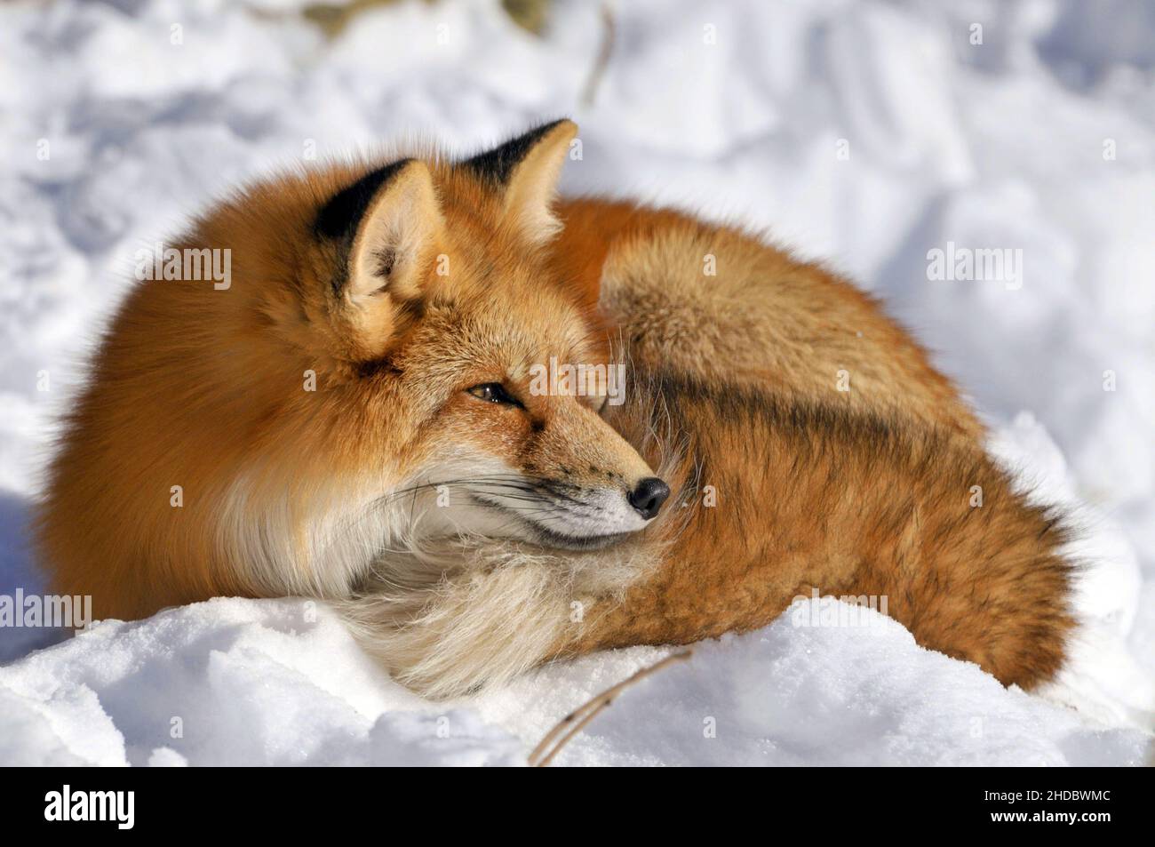 Ruhender Rotfuchs, Red Fox, (Vulpes vulpes), im Winter Stock Photo